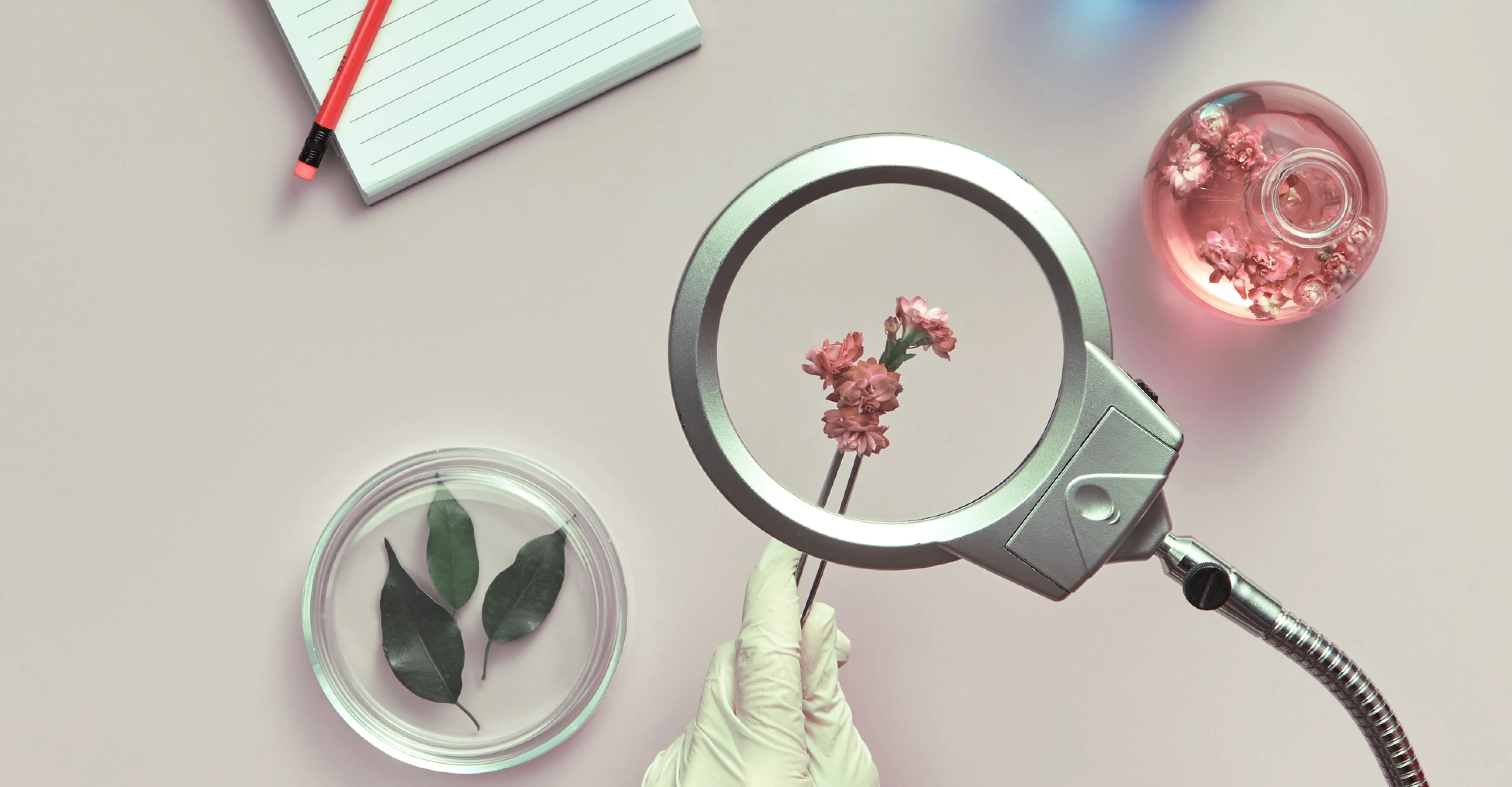 Flowers under a magnifying glass
