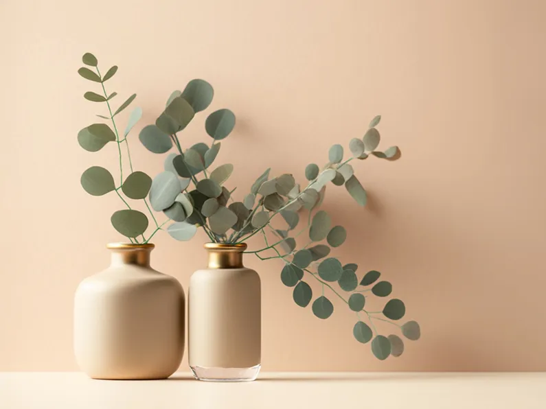 Eucalyptus pair